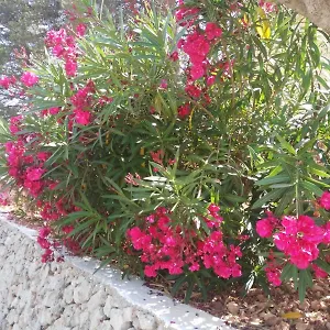 Appartement Cala Galdana Beach, Cala Galdana (Menorca)